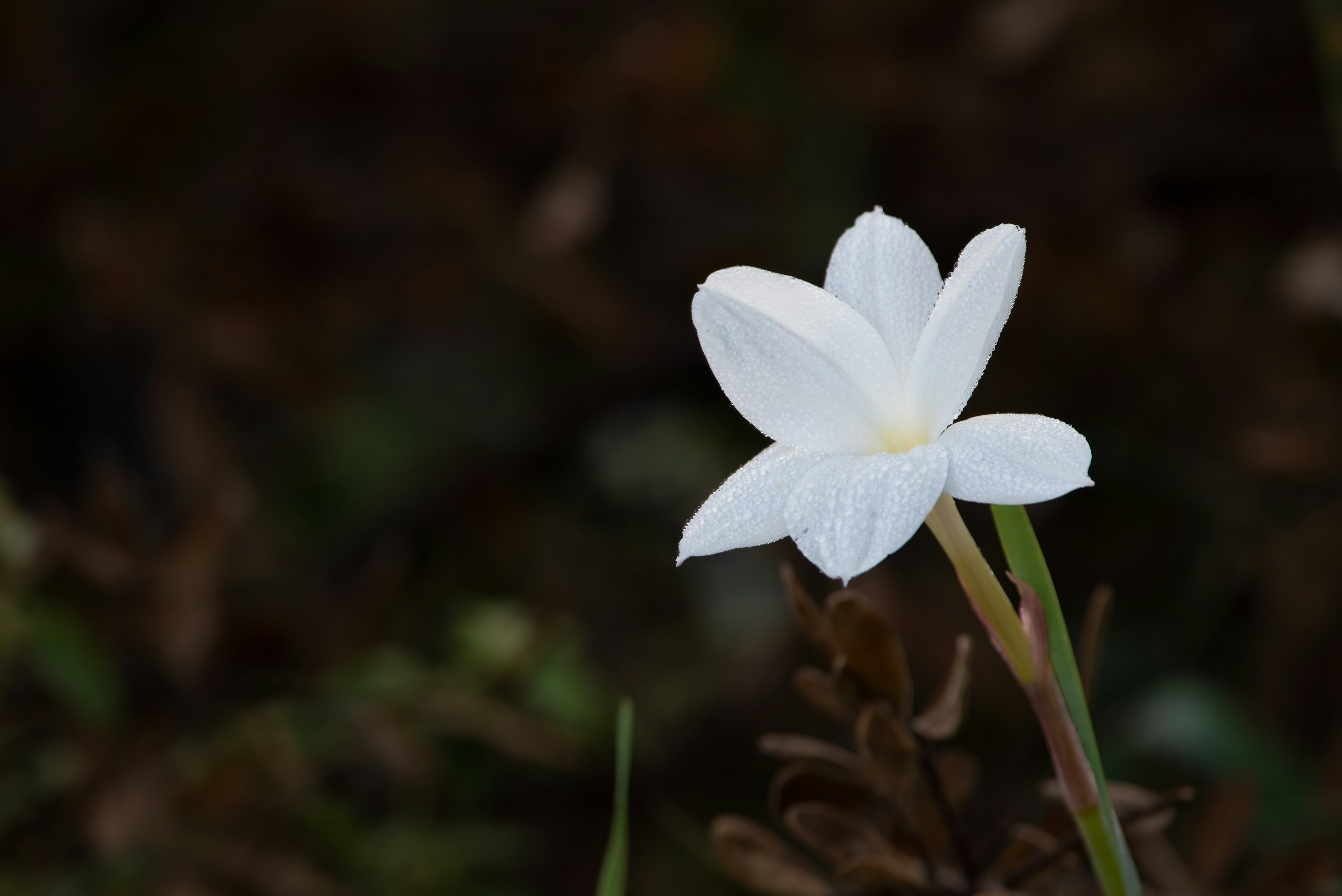 white flower in tilt shift lens